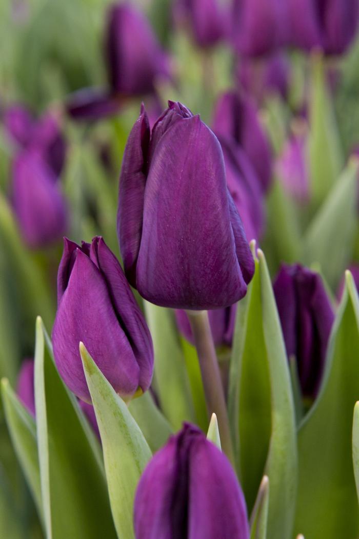 Tulip, Sbulbs Ingle Late, 'purple Lady', Deep Purple - View 1 from www redcrocus com
