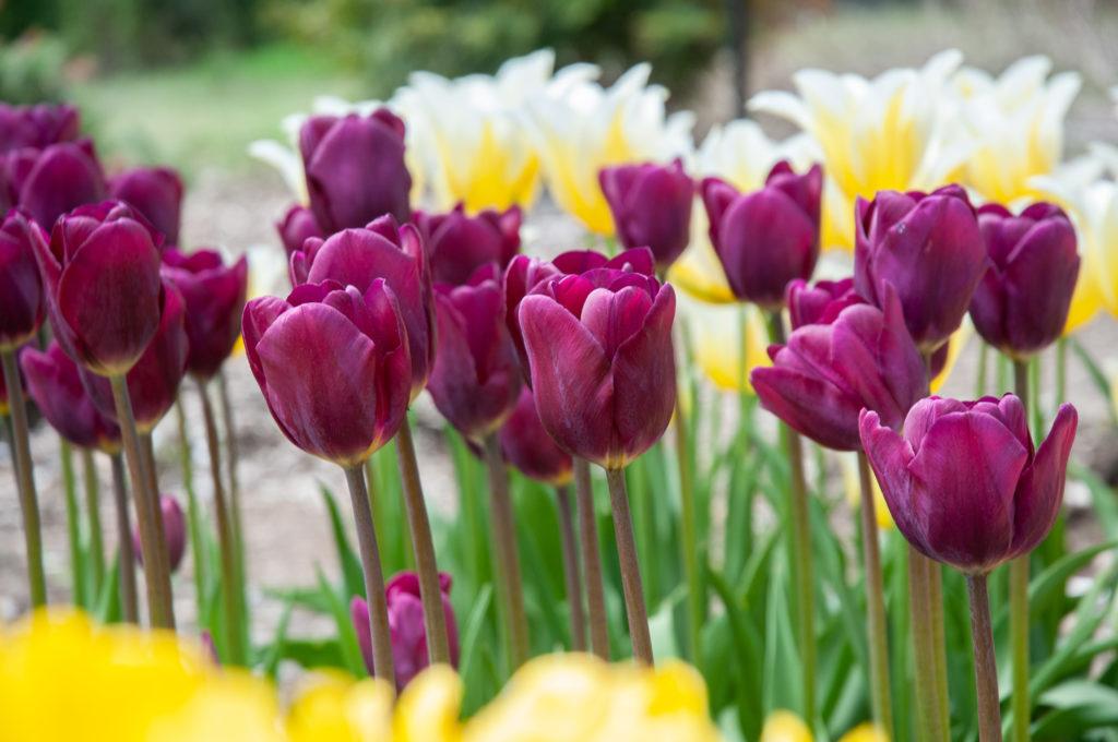 Tulip, Sbulbs Ingle Late, 'purple Lady', Deep Purple - View 21 from www redcrocus com