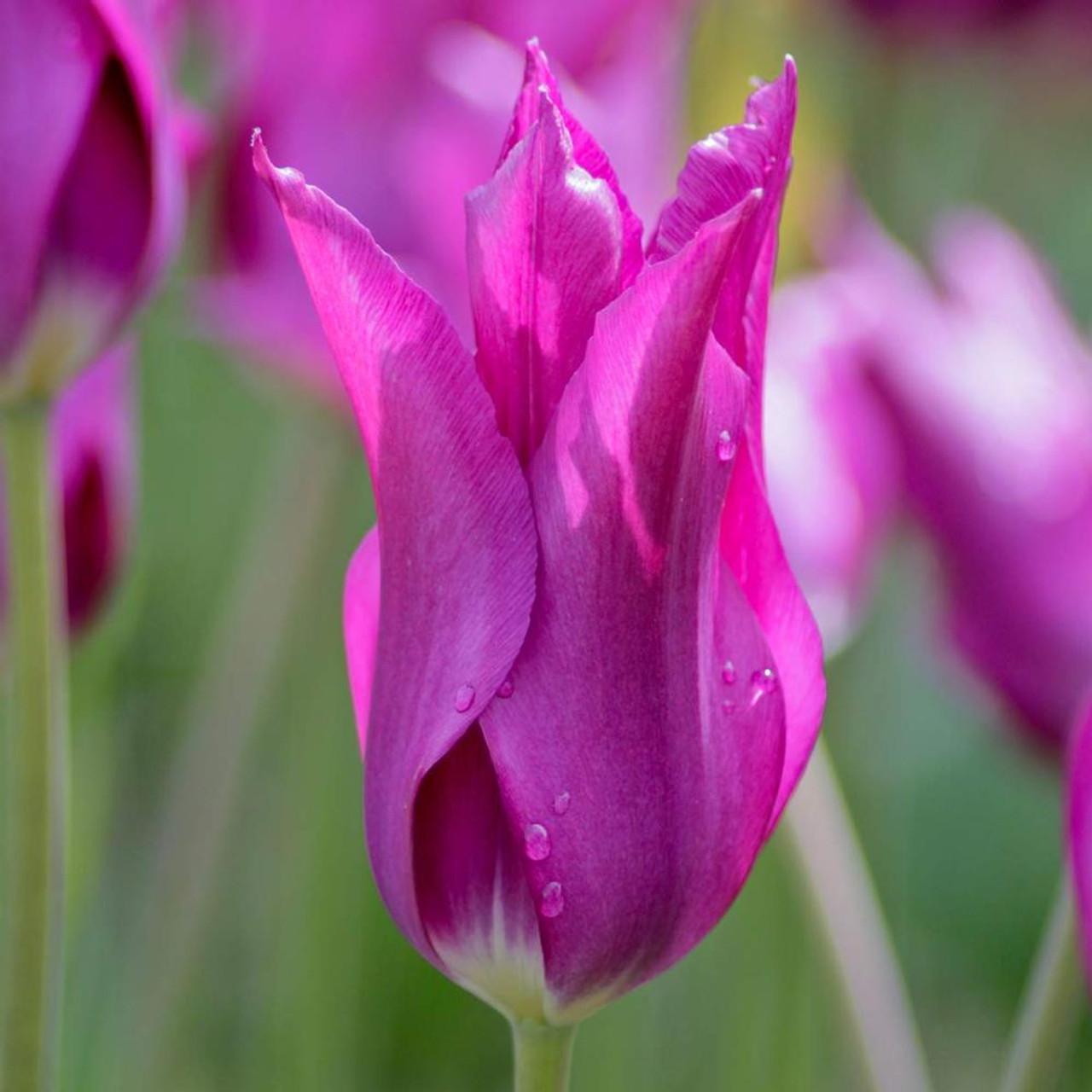 Tulip, Sbulbs Ingle Late, 'purple Lady', Deep Purple - View 24 from www redcrocus com