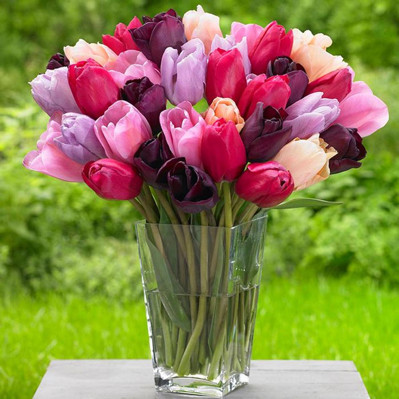 Tulip, Sbulbs Ingle Late, 'purple Lady', Deep Purple - View 28 from www redcrocus com