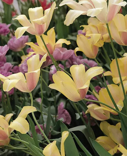 Tulip, Sbulbs Ingle Late, 'purple Lady', Deep Purple - View 30 from www redcrocus com
