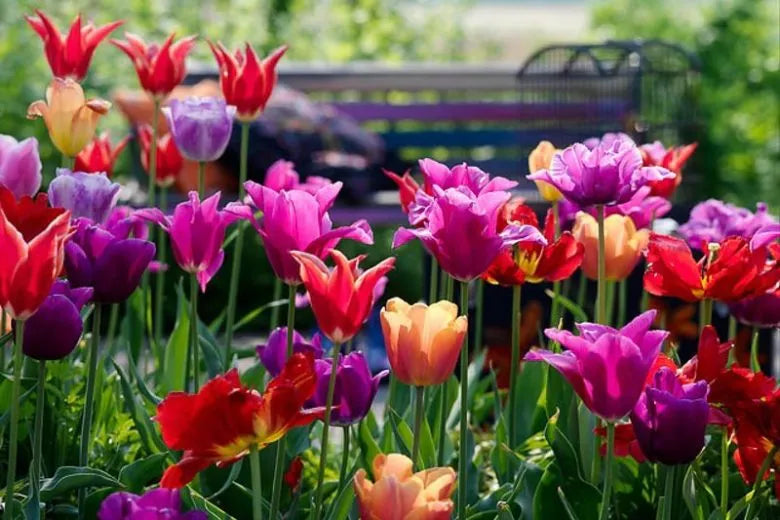 Tulip, Sbulbs Ingle Late, 'purple Lady', Deep Purple - View 31 from www redcrocus com