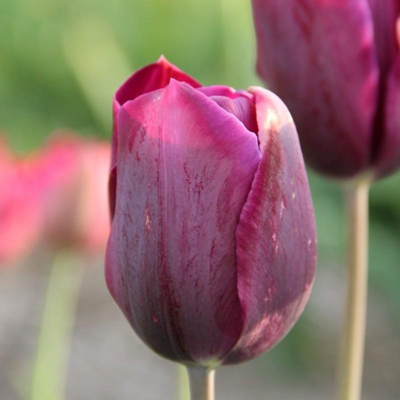 Tulip, Sbulbs Ingle Late, 'purple Lady', Deep Purple - View 32 from www redcrocus com