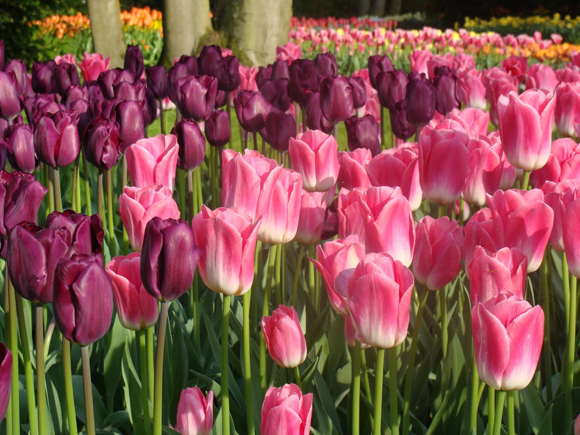 Tulip, Sbulbs Ingle Late, 'purple Lady', Deep Purple - View 3 from www redcrocus com