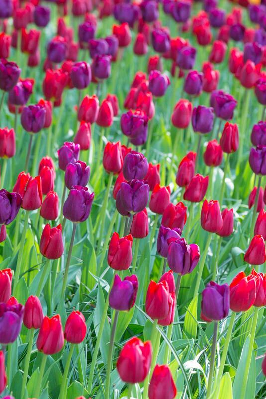 Tulip, Sbulbs Ingle Late, 'purple Lady', Deep Purple - View 6 from www redcrocus com