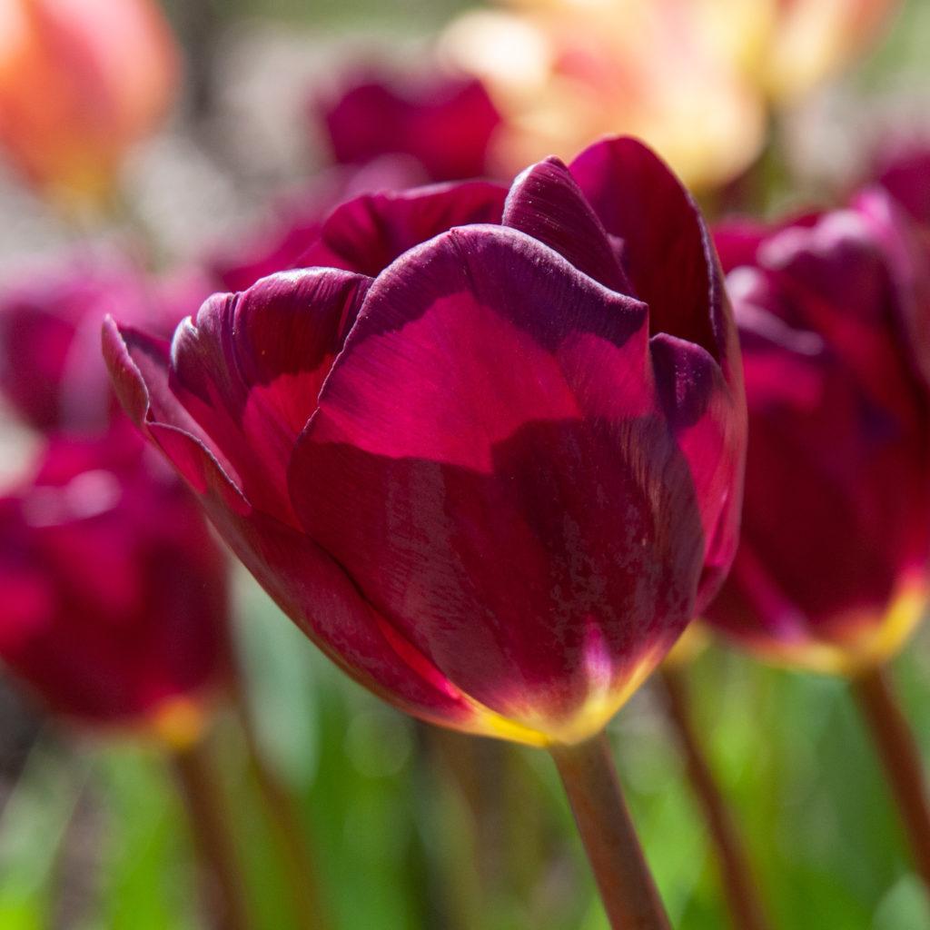 Tulip, Sbulbs Ingle Late, 'purple Lady', Deep Purple - View 7 from www redcrocus com