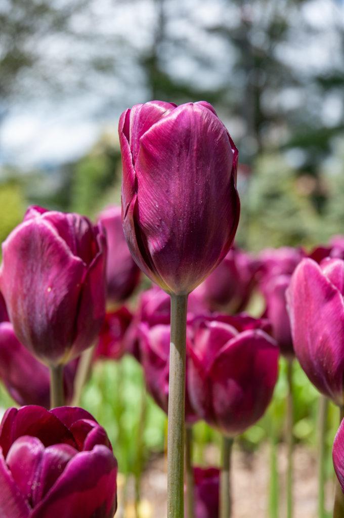 Tulip, Sbulbs Ingle Late, 'purple Lady', Deep Purple - View 8 from www redcrocus com