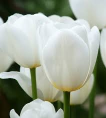 Catherina Single Late Tulip-Pure White-Perfect for Gardens  100 in  Box