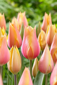 Tulip 'Blushing Lady'–Single Late–Elegant blooms  100 in Box