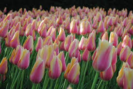 Tulip 'Blushing Lady'–Single Late–Elegant blooms  100 in Box