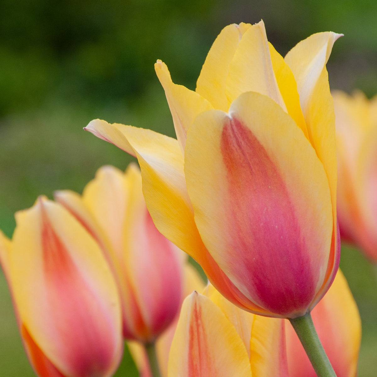 Tulip 'Blushing Lady'–Single Late–Elegant blooms  100 in Box