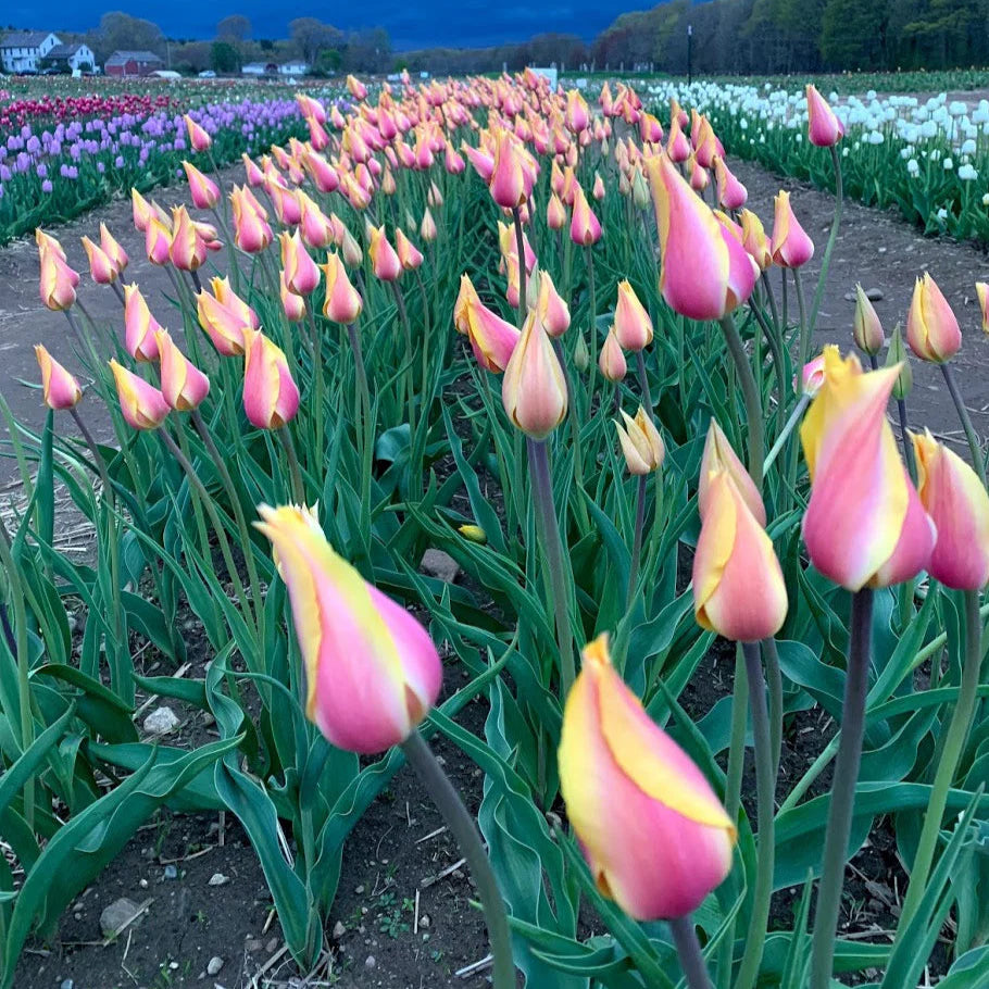 Tulip 'Blushing Lady'–Single Late–Elegant blooms  100 in Box