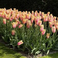 Tulip 'Blushing Lady'–Single Late–Elegant blooms  100 in Box