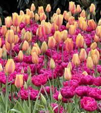 Tulip 'Blushing Lady'–Single Late–Elegant blooms  100 in Box
