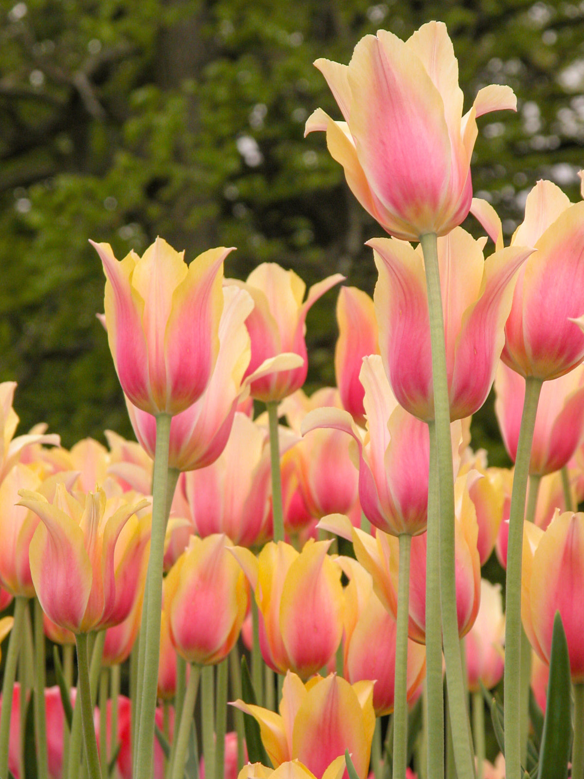 Tulip 'Blushing Lady'–Single Late–Elegant blooms  100 in Box