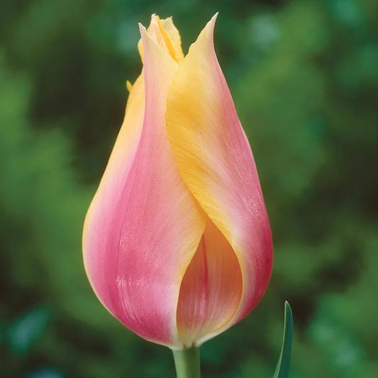 Tulip 'Blushing Lady'-Single Late-Elegant blooms  100 in  Box