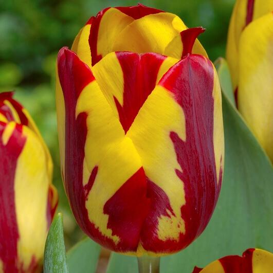 Tulip, Sbulbs Ingle Late, 'helmar', Red, Yellow - View 1 from www redcrocus com