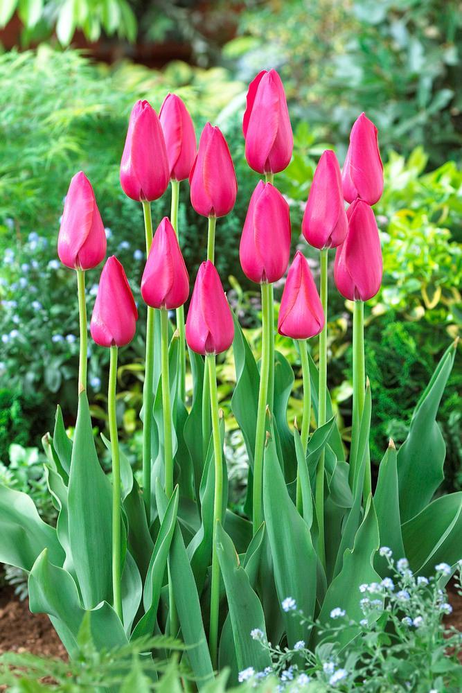 Tulip, Single Late, 'wilja', Dark Pink - View 10 from www redcrocus com