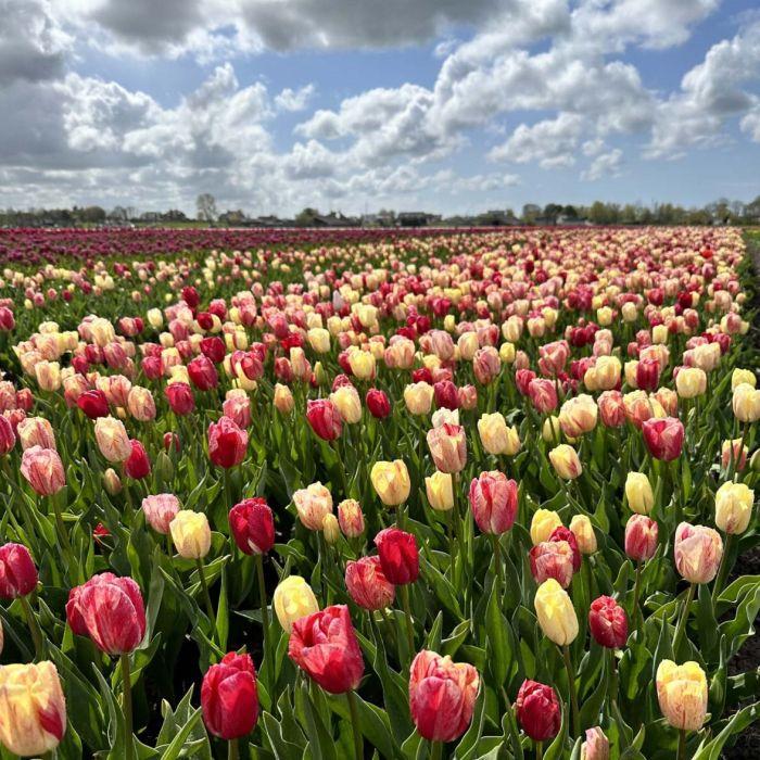 Tulip, Single Late, 'wilja', Dark Pink - View 18 from www redcrocus com