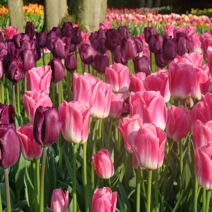 Tulip, Single Late, 'wilja', Dark Pink - View 19 from www redcrocus com