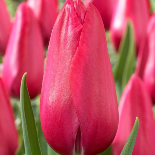 Tulip, Single Late, 'wilja', Dark Pink - View 1 from www redcrocus com