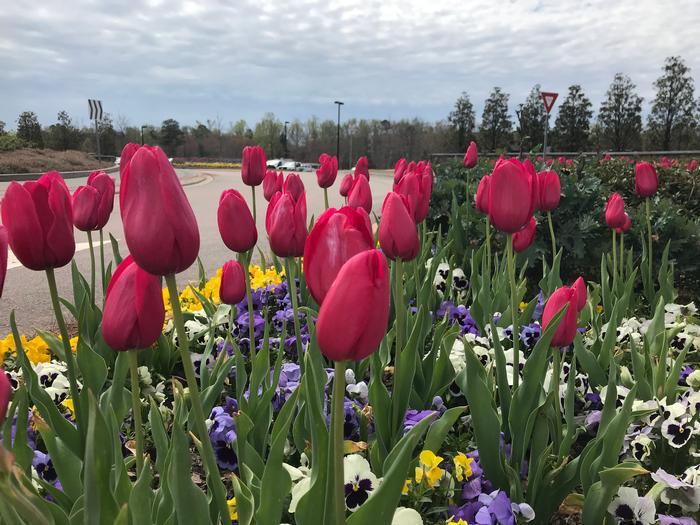 Tulip, Single Late, 'wilja', Dark Pink - View 24 from www redcrocus com