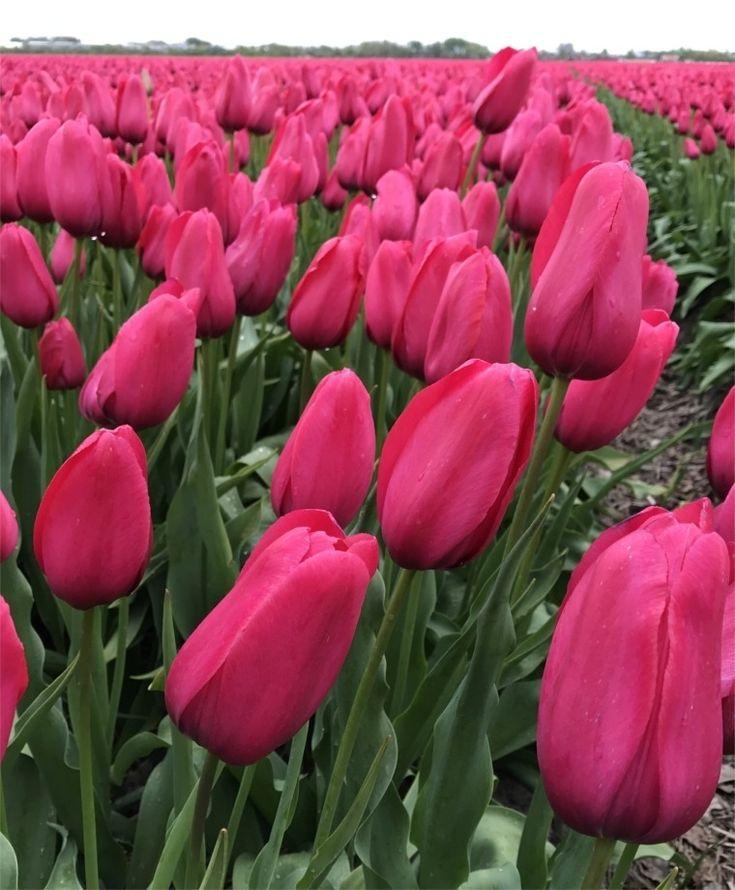 Tulip, Single Late, 'wilja', Dark Pink - View 25 from www redcrocus com