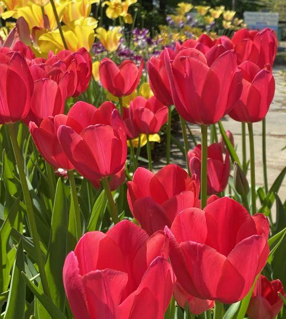Tulip, Single Late, 'wilja', Dark Pink - View 2 from www redcrocus com