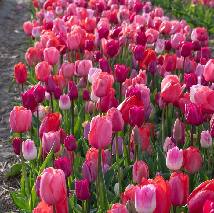 Tulip, Single Late, 'wilja', Dark Pink - View 5 from www redcrocus com