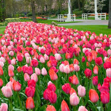 Tulip–Impression Mixture–Vibrant spring blooms  100 in Box