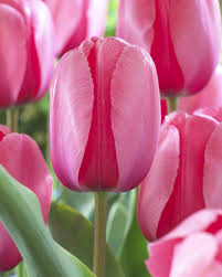 Tulip–Impression Mixture–Vibrant spring blooms  100 in Box