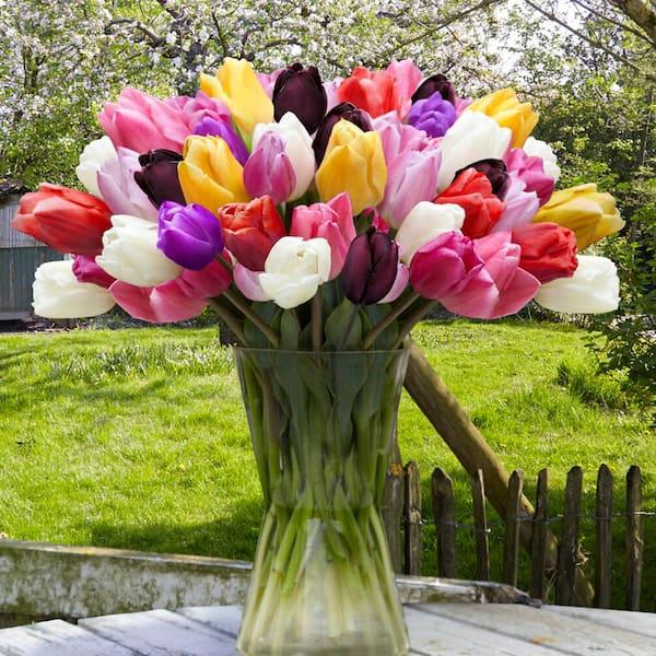 Tulip, Mixture, 'impression Mixture', Pbulbs Ink, Red And Salmon Impression - View 7 from www redcrocus com