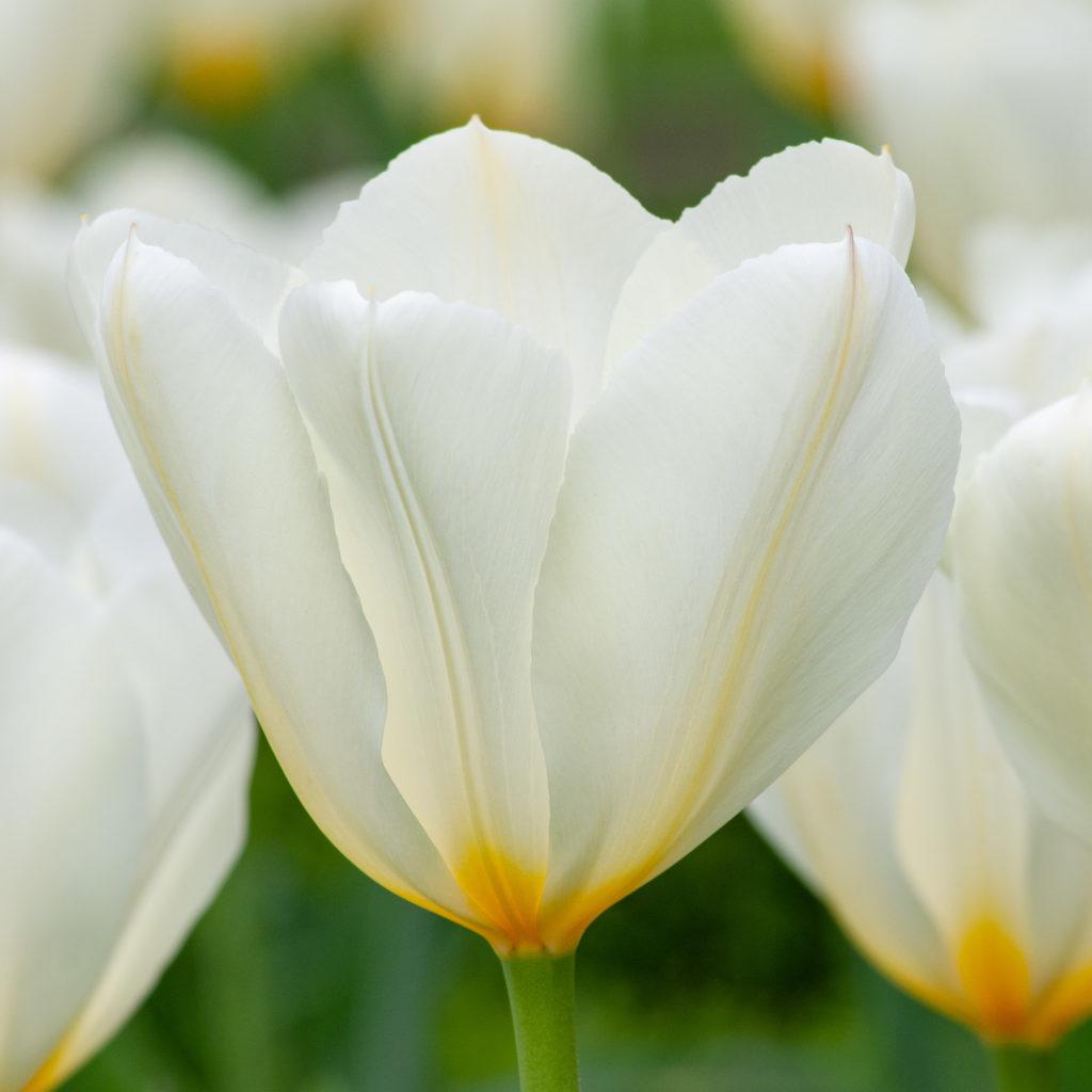 Tulip, Mixture, 'romantic Mixture', Mixture Of 'angelique', 'blue Diamond', 'mount Tacoma' - View 10 from www redcrocus com