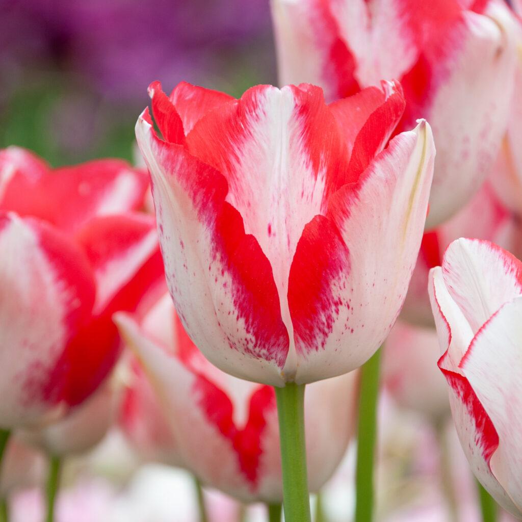 Tulip, Mixture, 'romantic Mixture', Mixture Of 'angelique', 'blue Diamond', 'mount Tacoma' - View 11 from www redcrocus com