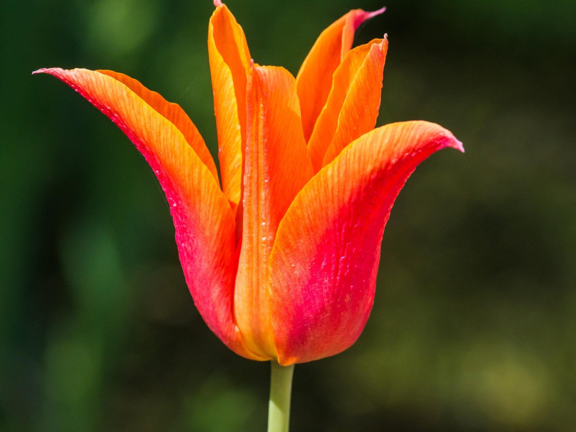 Tulip, Mixture, 'romantic Mixture', Mixture Of 'angelique', 'blue Diamond', 'mount Tacoma' - View 17 from www redcrocus com