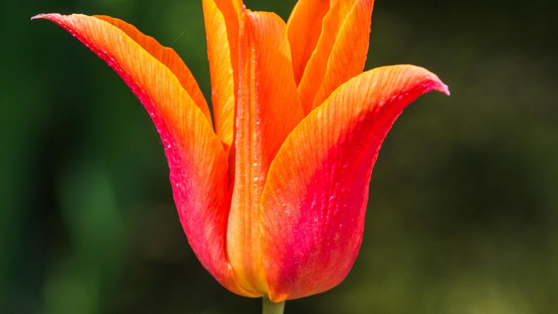 Tulip, Mixture, 'romantic Mixture', Mixture Of 'angelique', 'blue Diamond', 'mount Tacoma' - View 18 from www redcrocus com