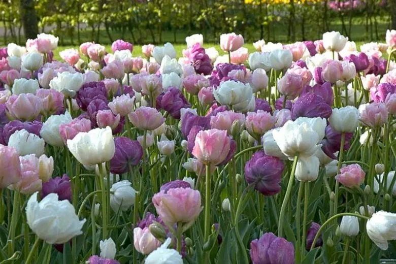 Tulip, Mixture, 'romantic Mixture', Mixture Of 'angelique', 'blue Diamond', 'mount Tacoma' - View 1 from www redcrocus com