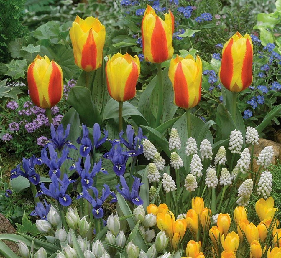 Tulip, Mixture, 'romantic Mixture', Mixture Of 'angelique', 'blue Diamond', 'mount Tacoma' - View 21 from www redcrocus com