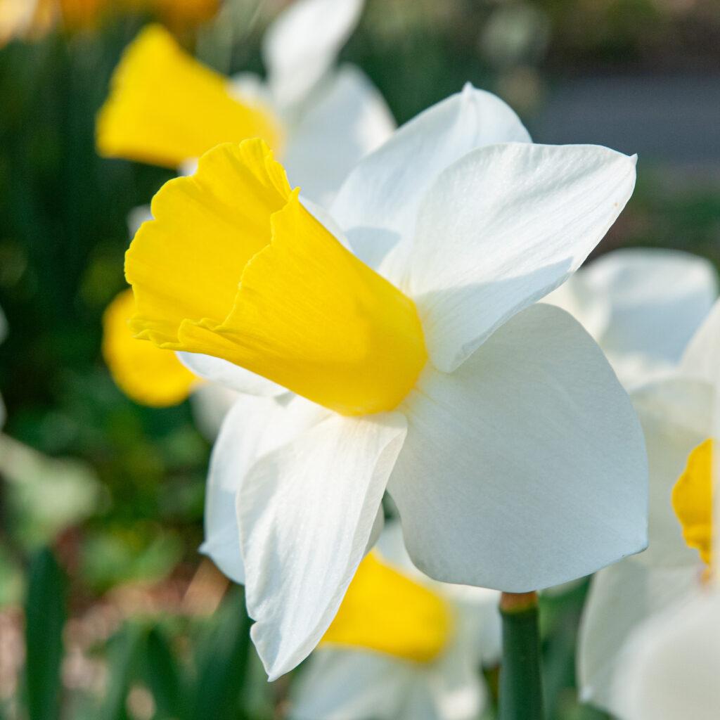 Tulip, Mixture, 'romantic Mixture', Mixture Of 'angelique', 'blue Diamond', 'mount Tacoma' - View 22 from www redcrocus com