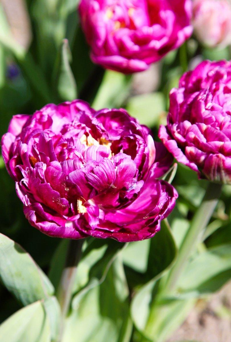 Tulip, Mixture, 'romantic Mixture', Mixture Of 'angelique', 'blue Diamond', 'mount Tacoma' - View 25 from www redcrocus com