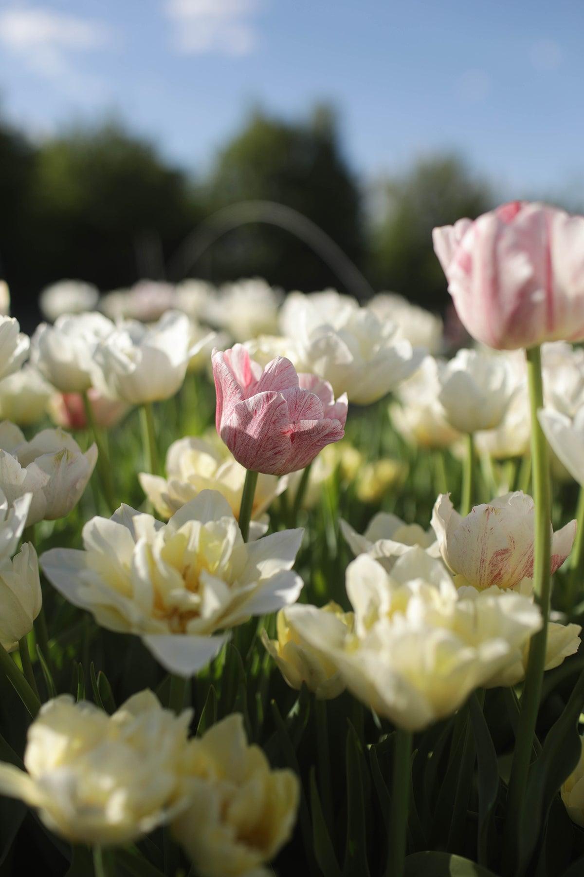 Tulip, Mixture, 'romantic Mixture', Mixture Of 'angelique', 'blue Diamond', 'mount Tacoma' - View 26 from www redcrocus com