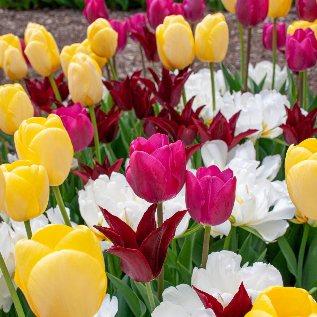 Tulip, Mixture, 'romantic Mixture', Mixture Of 'angelique', 'blue Diamond', 'mount Tacoma' - View 4 from www redcrocus com