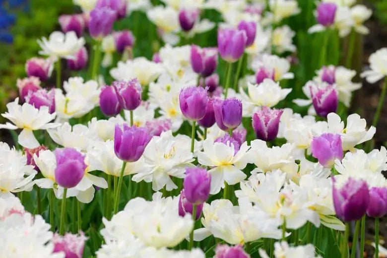 Tulip, Mixture, 'romantic Mixture', Mixture Of 'angelique', 'blue Diamond', 'mount Tacoma' - View 5 from www redcrocus com