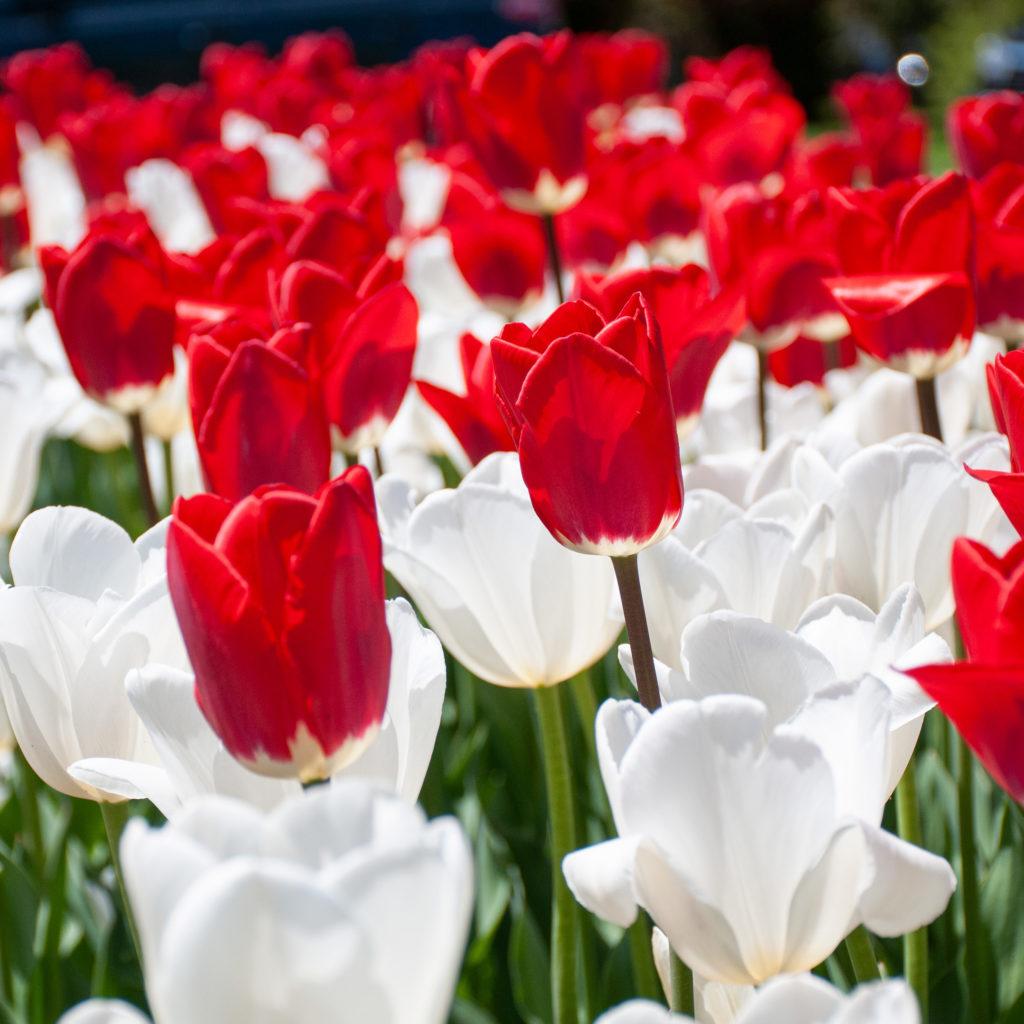 Tulip, Mixture, 'romantic Mixture', Mixture Of 'angelique', 'blue Diamond', 'mount Tacoma' - View 7 from www redcrocus com