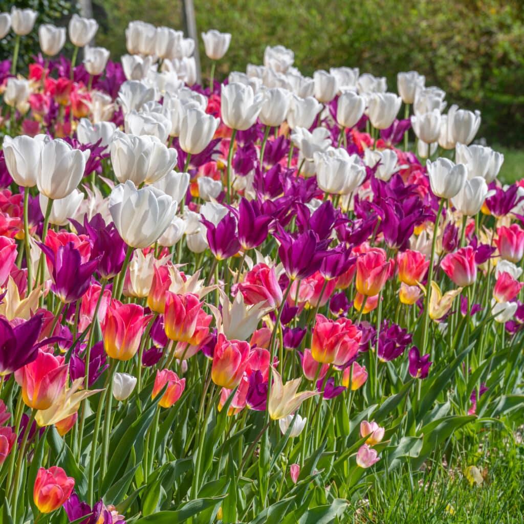 Tulip, Mixture, 'romantic Mixture', Mixture Of 'angelique', 'blue Diamond', 'mount Tacoma' - View 8 from www redcrocus com