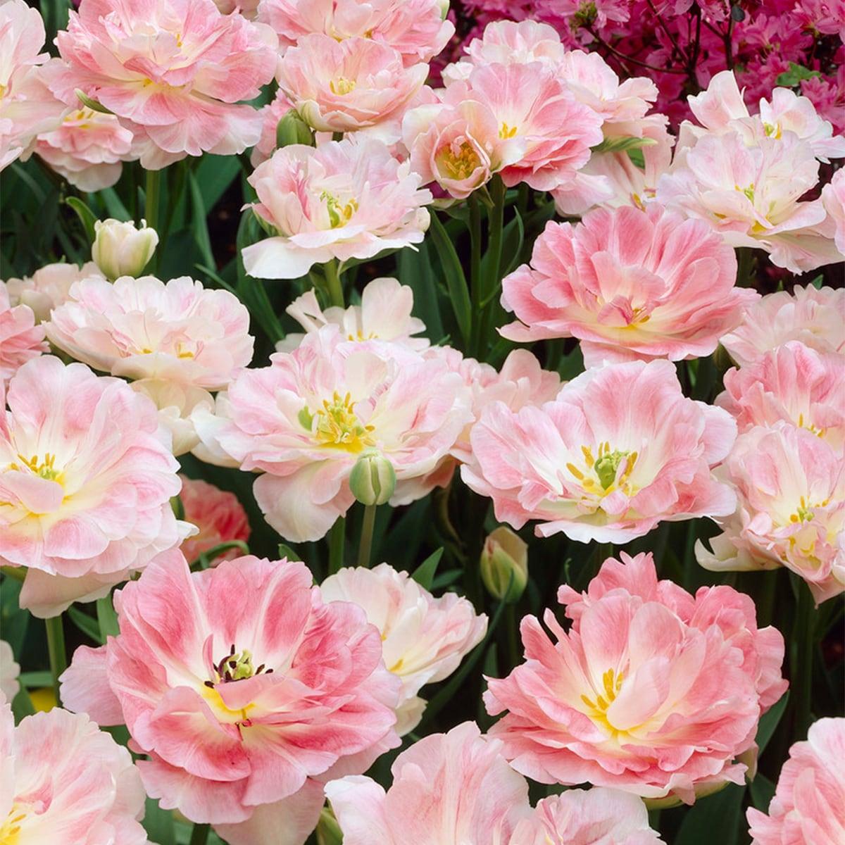 Tulip, Mixture, 'romantic Mixture', Mixture Of 'angelique', 'blue Diamond', 'mount Tacoma' - View 9 from www redcrocus com