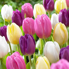 Easter Egg Mix Triumph Tulips-Ideal for Gardens  100 in  Box