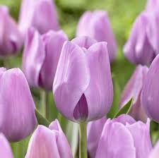 Tulip–Purple Teddy Mix–Vibrant purple blooms  100 in Box