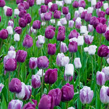 Tulip-Purple Teddy Mix-Long-lasting blooms  100 in  Box