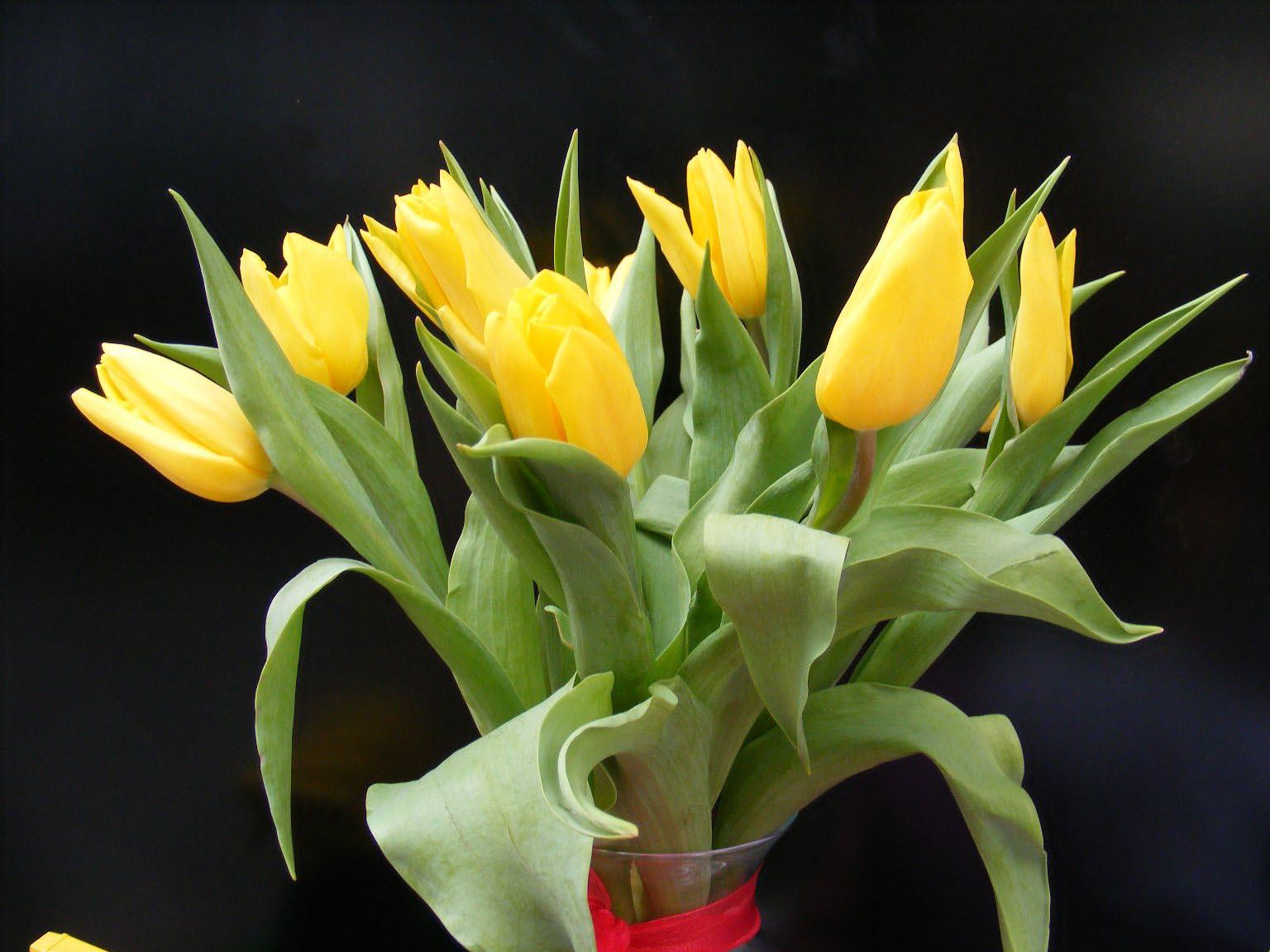 Tulip, Sbulbs Ingle Late, 'purple Teddy Mix' - View 20 from www redcrocus com